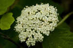 Mapleleaf viburnum